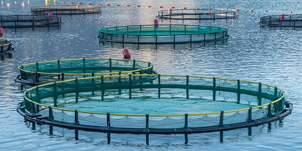 aquaculture smart monitoring