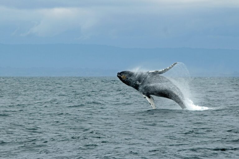 humpback whale jumping above the water surface