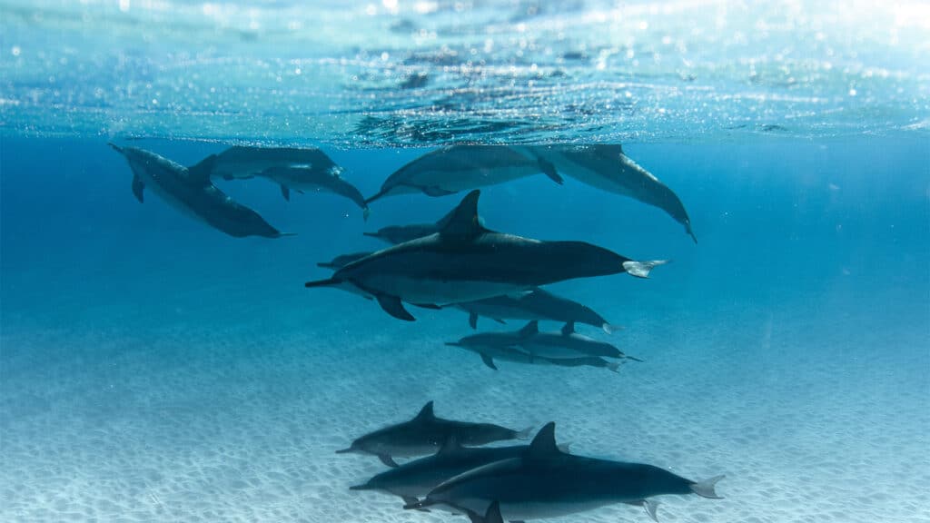 Group of adults dolphins and younger dolphins