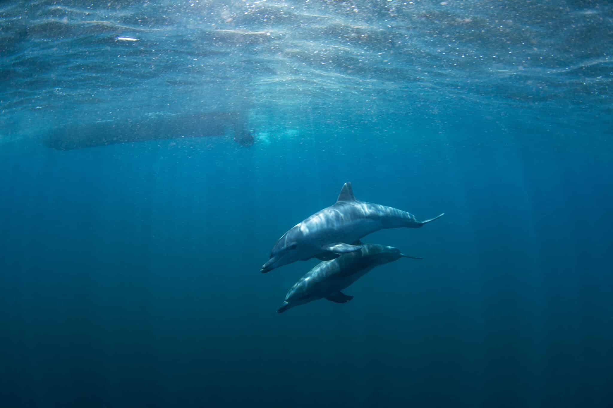 Bottlenose dolphins in the ocean with underwater noise in the background