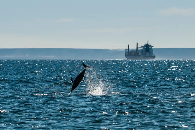 10 initiatives from ocean freight stakeholders to reduce underwater noise