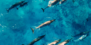 Group of dolphins in the sea