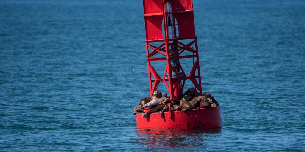 group of sea lions resting on a platform