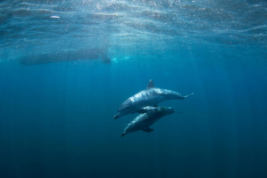 Bottlenose dolphins swimming with a boat further away that make underwater noise