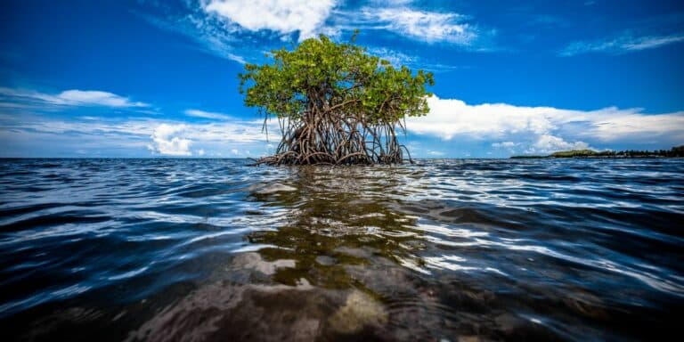 data to control biodiversity and marine life