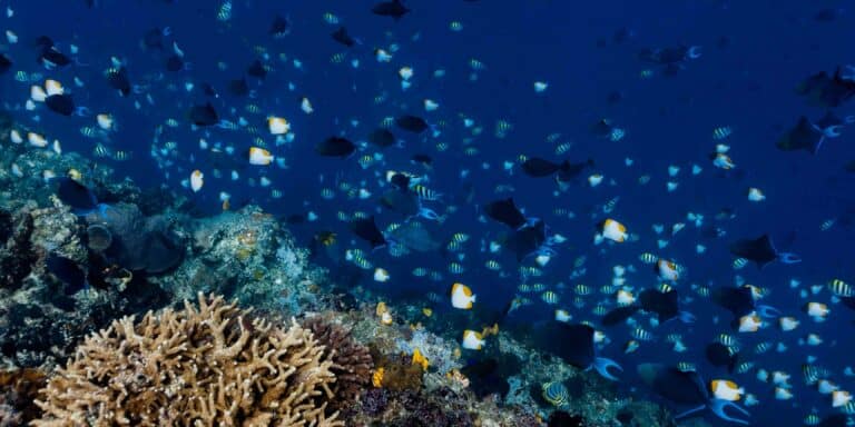 Preserving marine biodiversity: urgent conservation measures and ...