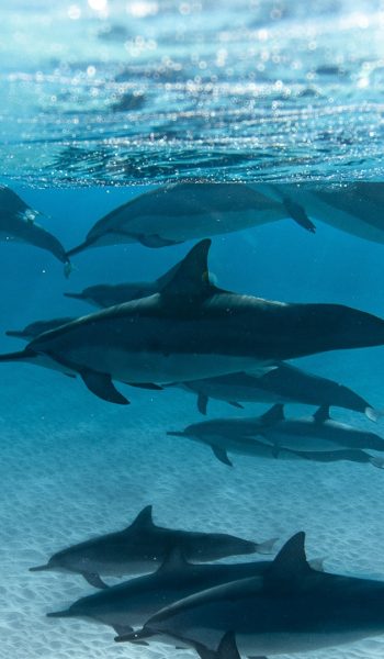 Group of adults dolphins and younger dolphins